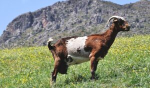 queso cabra